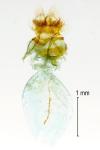 Cnephasia genitalana