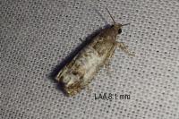 Notocelia rosaecolana