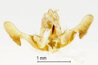 Notocelia rosaecolana
