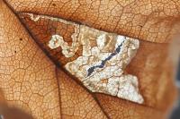 Stigmella tityrella