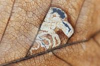 Stigmella tityrella