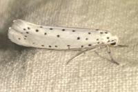 Yponomeuta padella