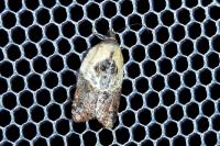 Acleris variegana