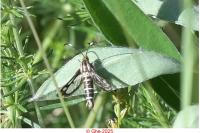 Pyropteron hispanicum