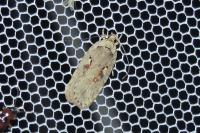 Agonopterix ocellana