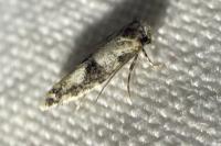 Infurcitinea