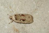 Agonopterix ocellana