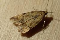 Brachmia blandella