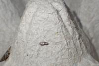 Bucculatrix cidarella