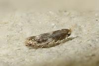 Bucculatrix cidarella