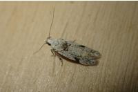 Carpatolechia alburnella