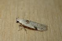 Carpatolechia alburnella
