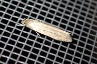 Limnaecia phragmitella