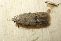 Teleiodes vulgella
