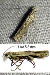 Isophrictis