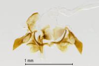 Isophrictis