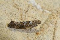 Digitivalva granitella