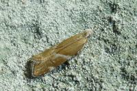 Orophia sordidella
