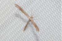 Stenoptilia