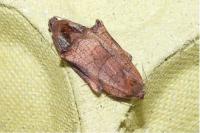 Archips podana