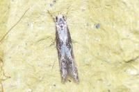 Blastodacna