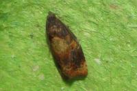 Ditula angustiorana