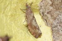 Epinotia solandriana