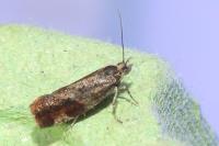 Epinotia cruciana