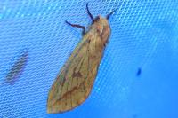 Hepialus humuli