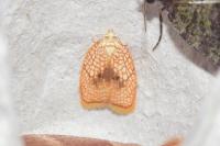 Acleris forsskaleana