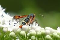 Pyropteron chrysidiforme
