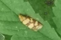 Aethes tesserana