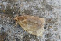 Archips xylosteana
