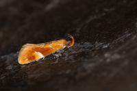 Epicallima formosella