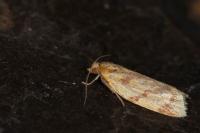 Clepsis pallidana