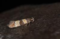 Goidanichiana jourdheuillella