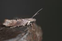 Ypsolopha horridella