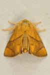 Apoda limacodes