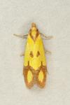 Agapeta zoegana