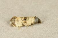 Cochylichroa atricapitana