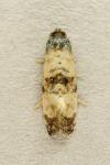Cochylichroa atricapitana