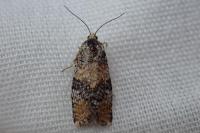 Ptycholomoides aeriferanus
