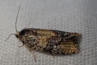 Ptycholomoides aeriferanus