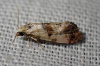 Neocochylis hybridella