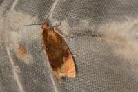 Eucosmomorpha albersana