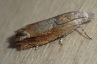 Eucosma conterminana