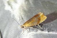 Eucosmomorpha albersana