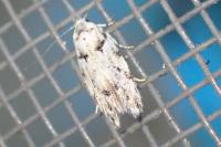 Parastenolechia nigrinotella