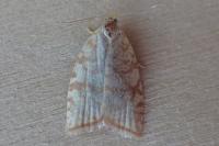 Aleimma loeflingiana