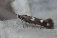 Scythris scopolella